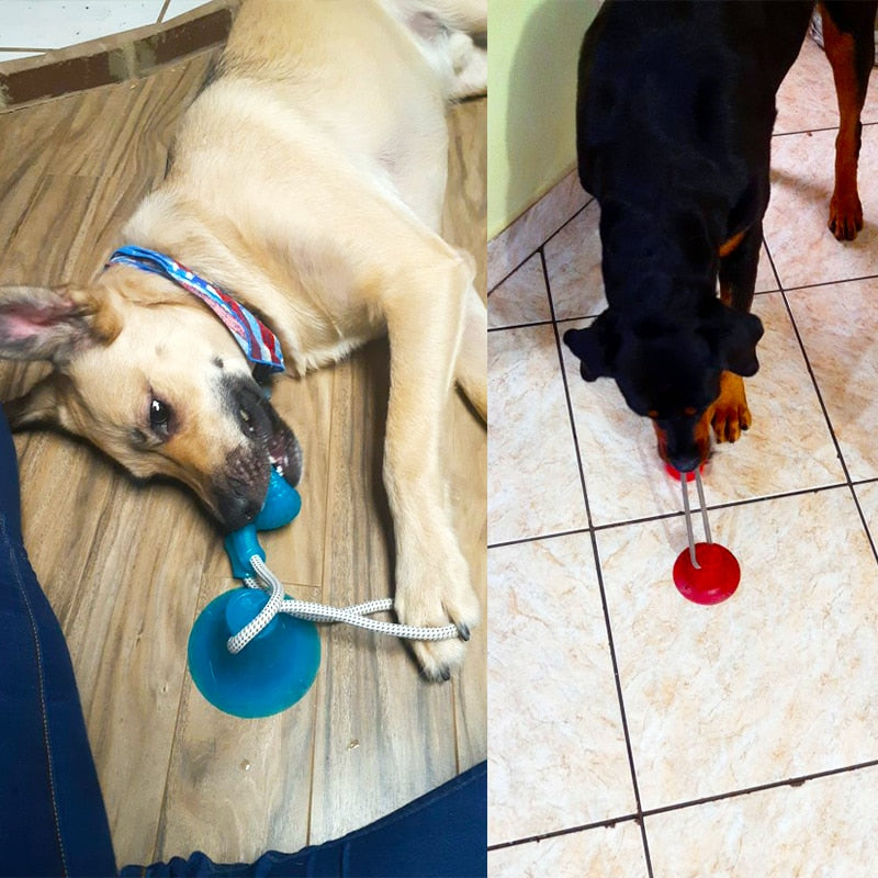 Bolinha interativa para Cachorros